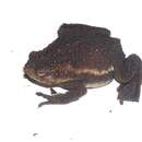 Image of False Toad