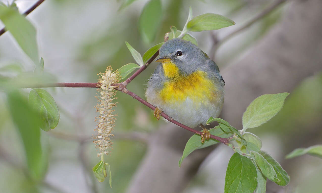 Image of Northern Parula