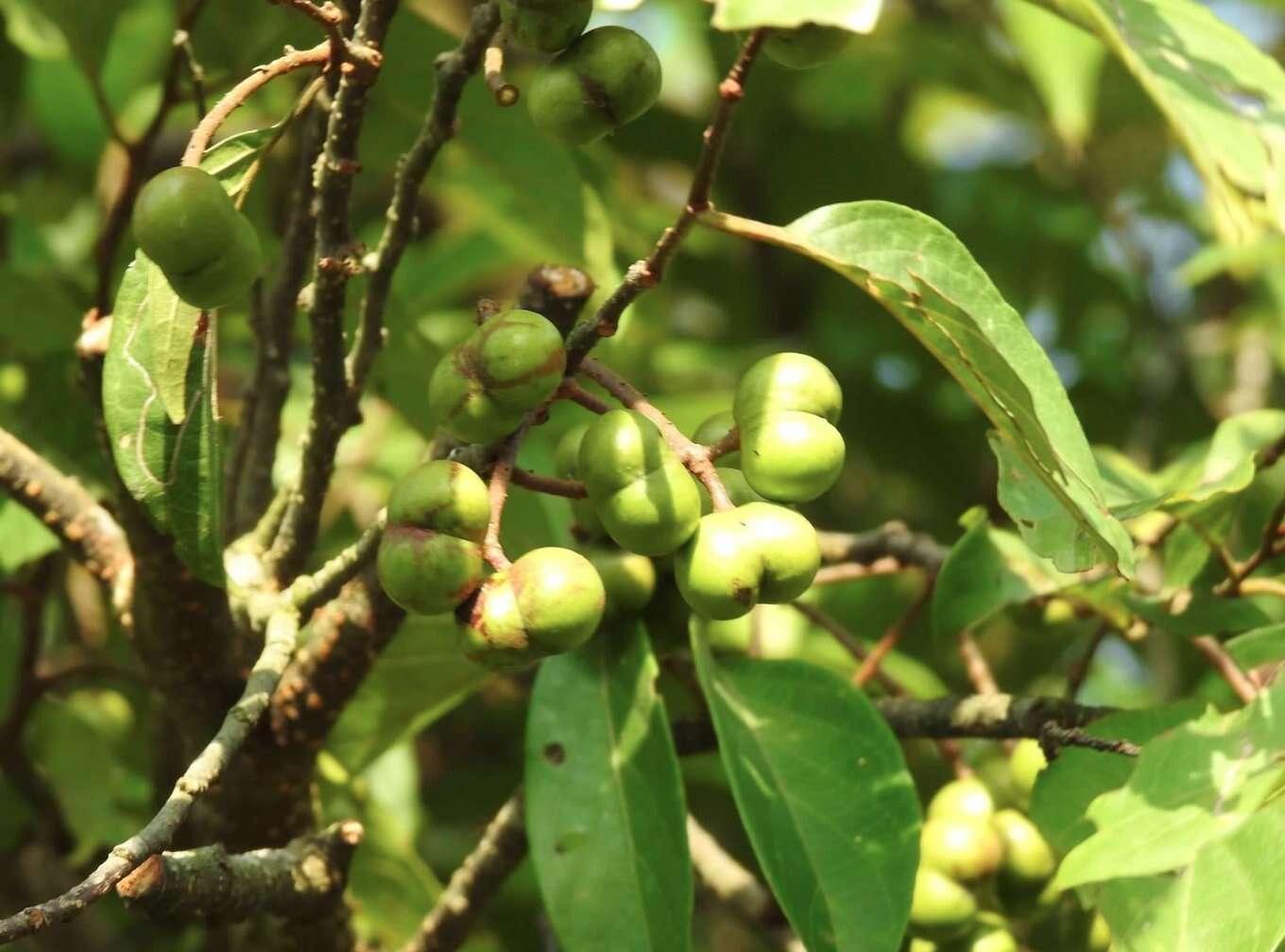 Image of Pygeum arboreum var. montanum (Hook. fil.)