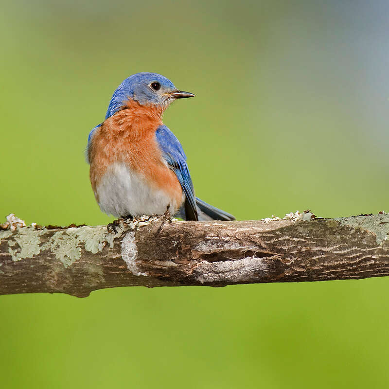 Image of Eastern Bluebird