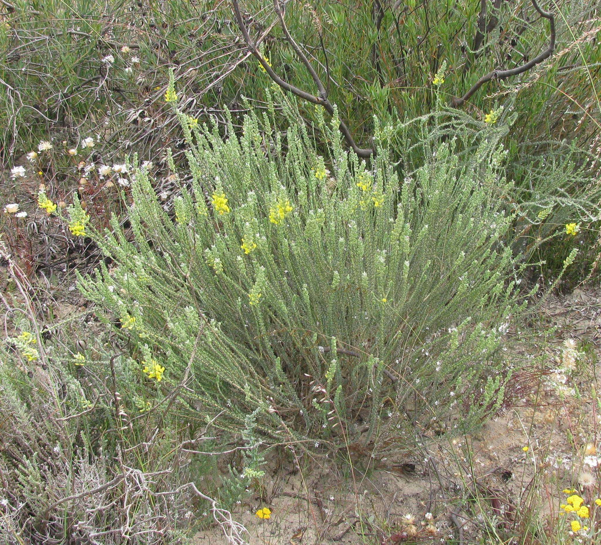 Image of Aspalathus quinquefolia subsp. virgata (Thunb.) R. Dahlgren