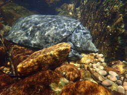 Image of Wattle-necked Softshell Turtle