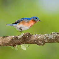 Image of Eastern Bluebird