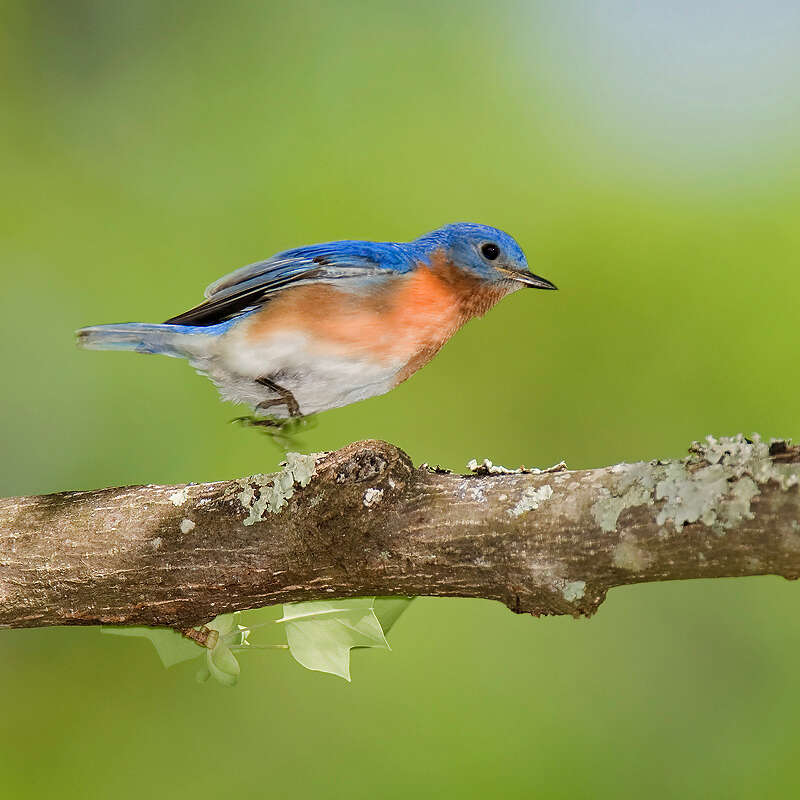 Image of Eastern Bluebird