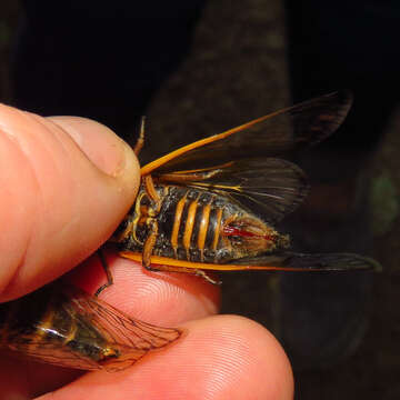 Image of Decim Periodical Cicada