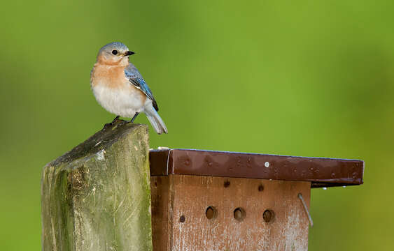 Image of Eastern Bluebird