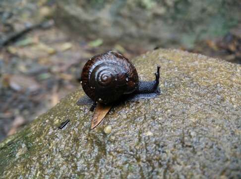 Image of Pommerhelix monacha (Pfeiffer 1859)