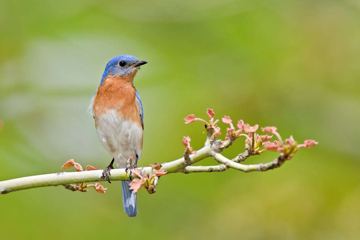 Image of Eastern Bluebird