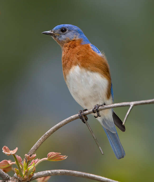 Image of Eastern Bluebird