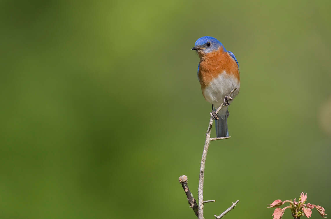 Image of Eastern Bluebird