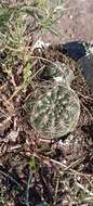 Image of Gymnocalycium reductum var. leeanum (Hook.) Papsch