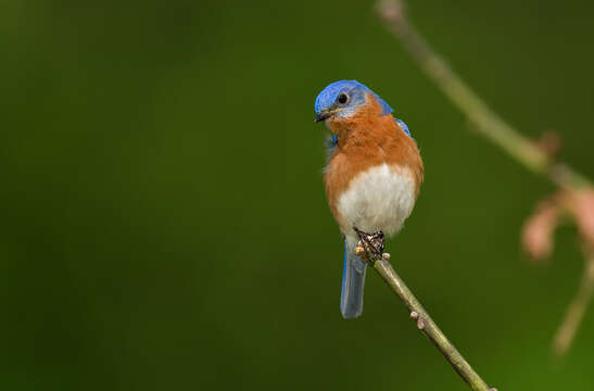 Image of Eastern Bluebird