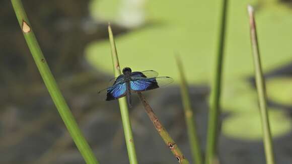 Image of Rhyothemis resplendens Selys 1878