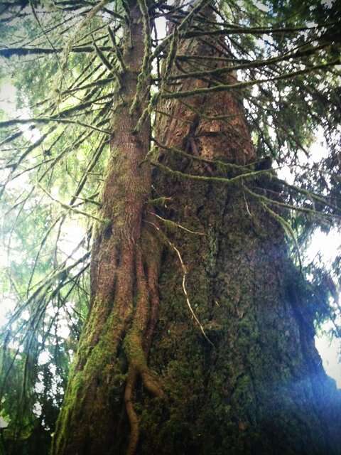 Image of western hemlock