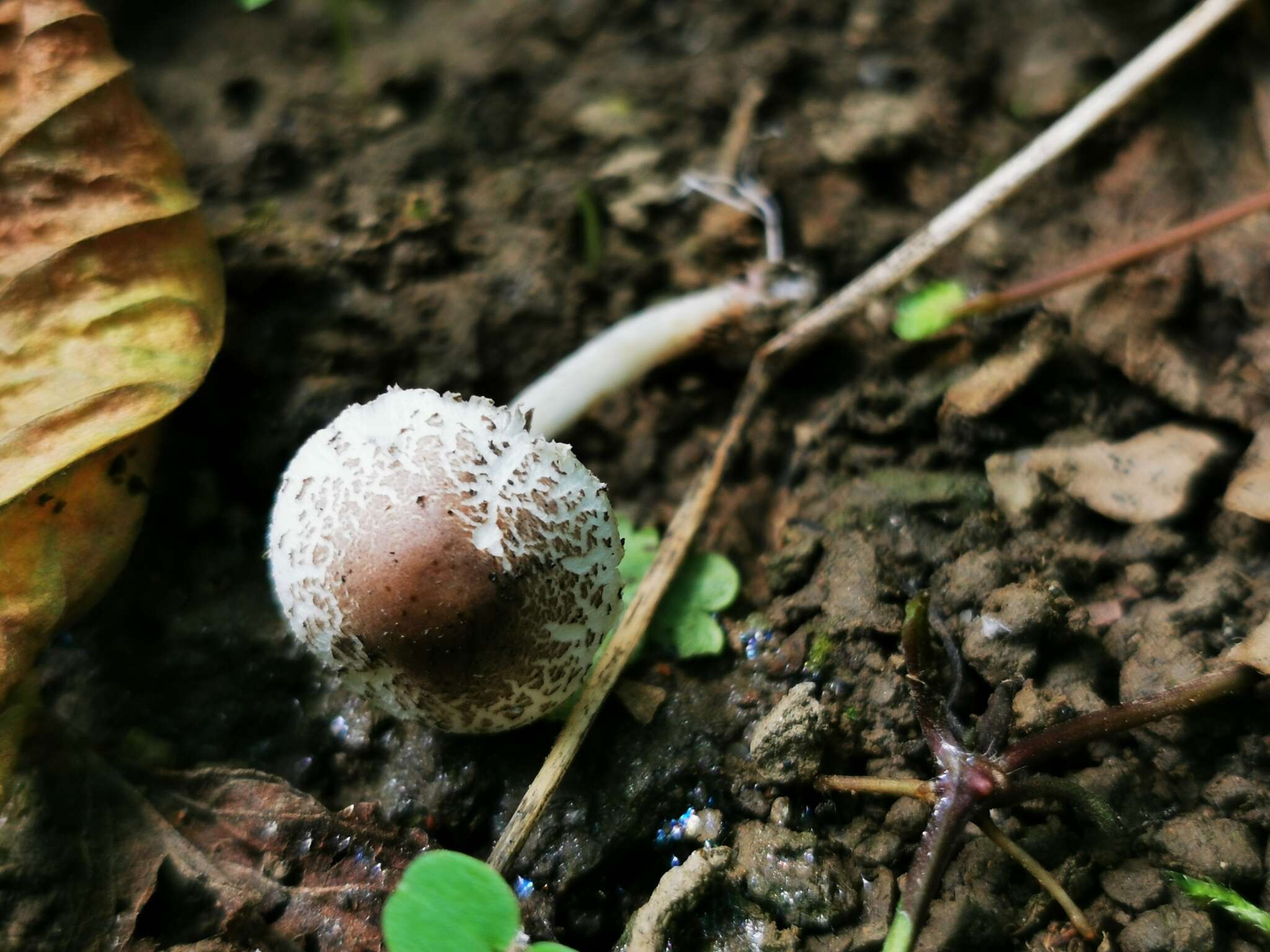 Image of Lepiota lilacea Bres. 1892