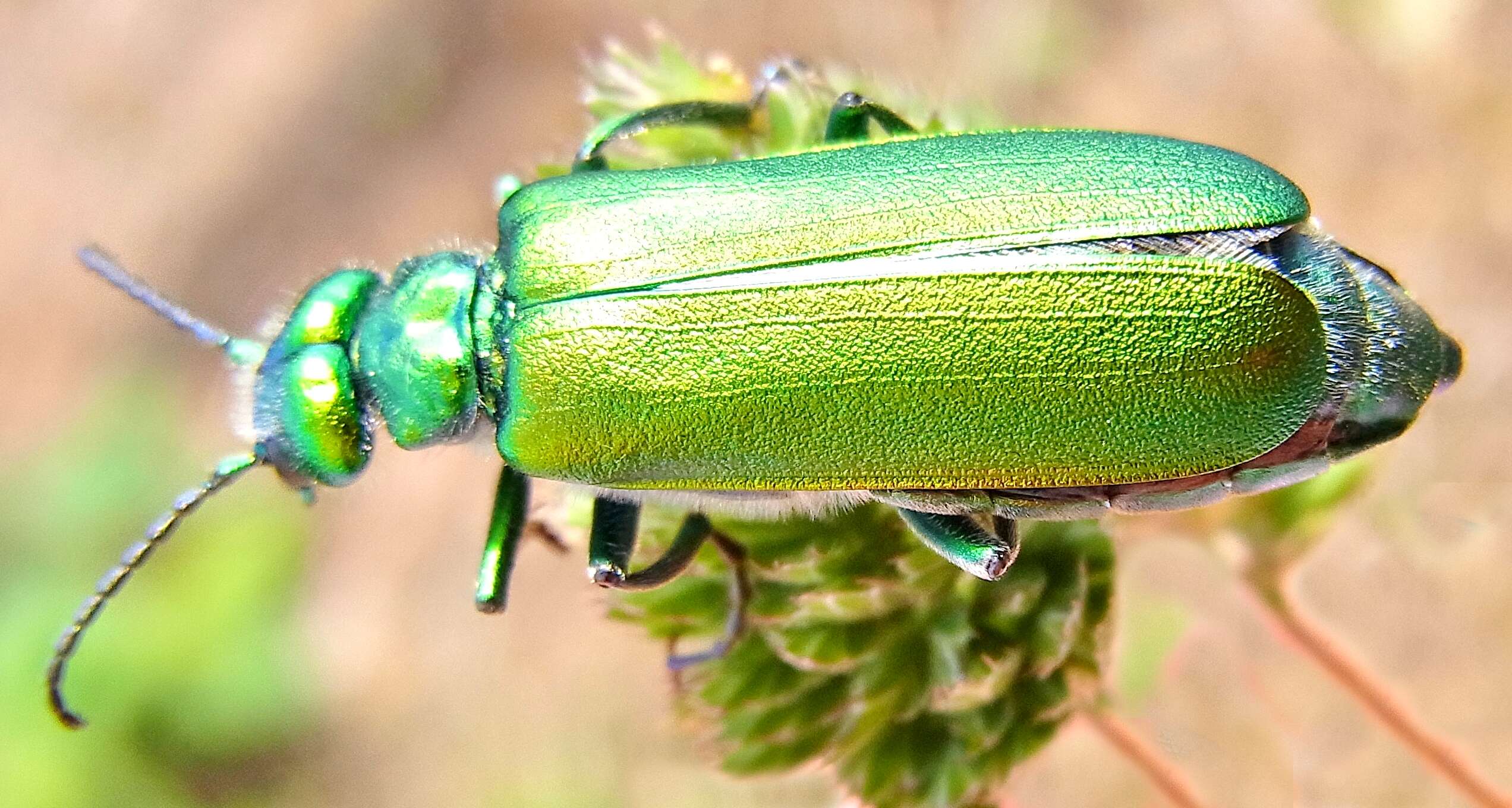 Image of Lytta (Lytta) vesicatoria (Linnaeus 1758)