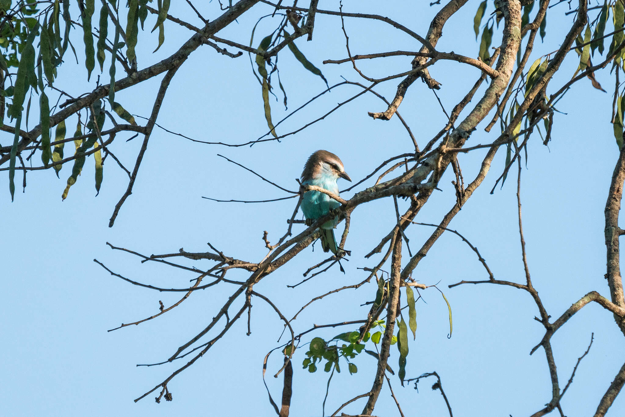 Image of Racket-tailed Roller