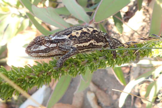 Image of Swartberg Dwarf Chameleon