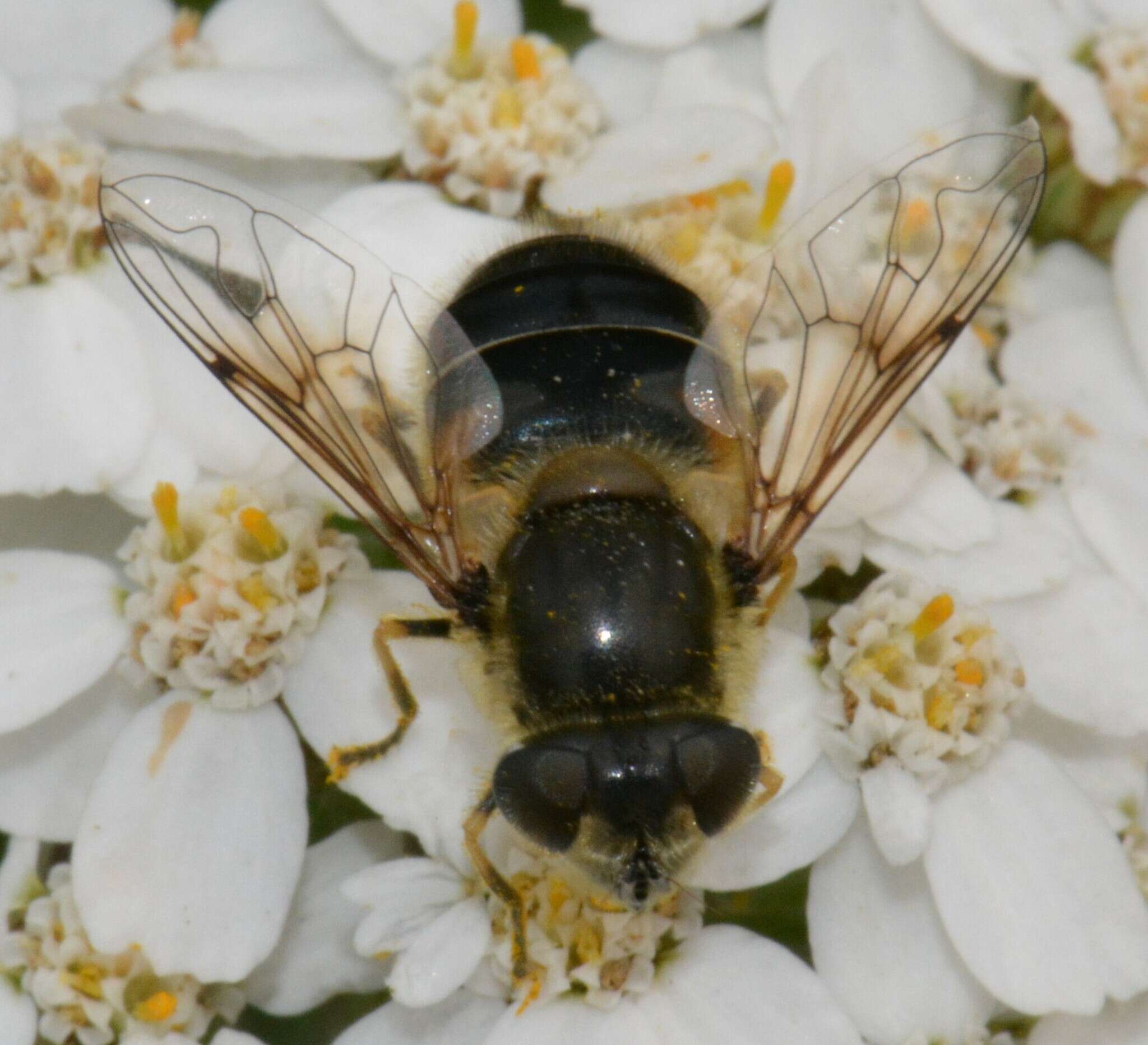 صورة Eristalis gomojunovae Violovitsh 1977