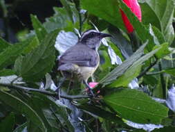 صورة Coereba flaveola mexicana (Sclater & PL 1857)