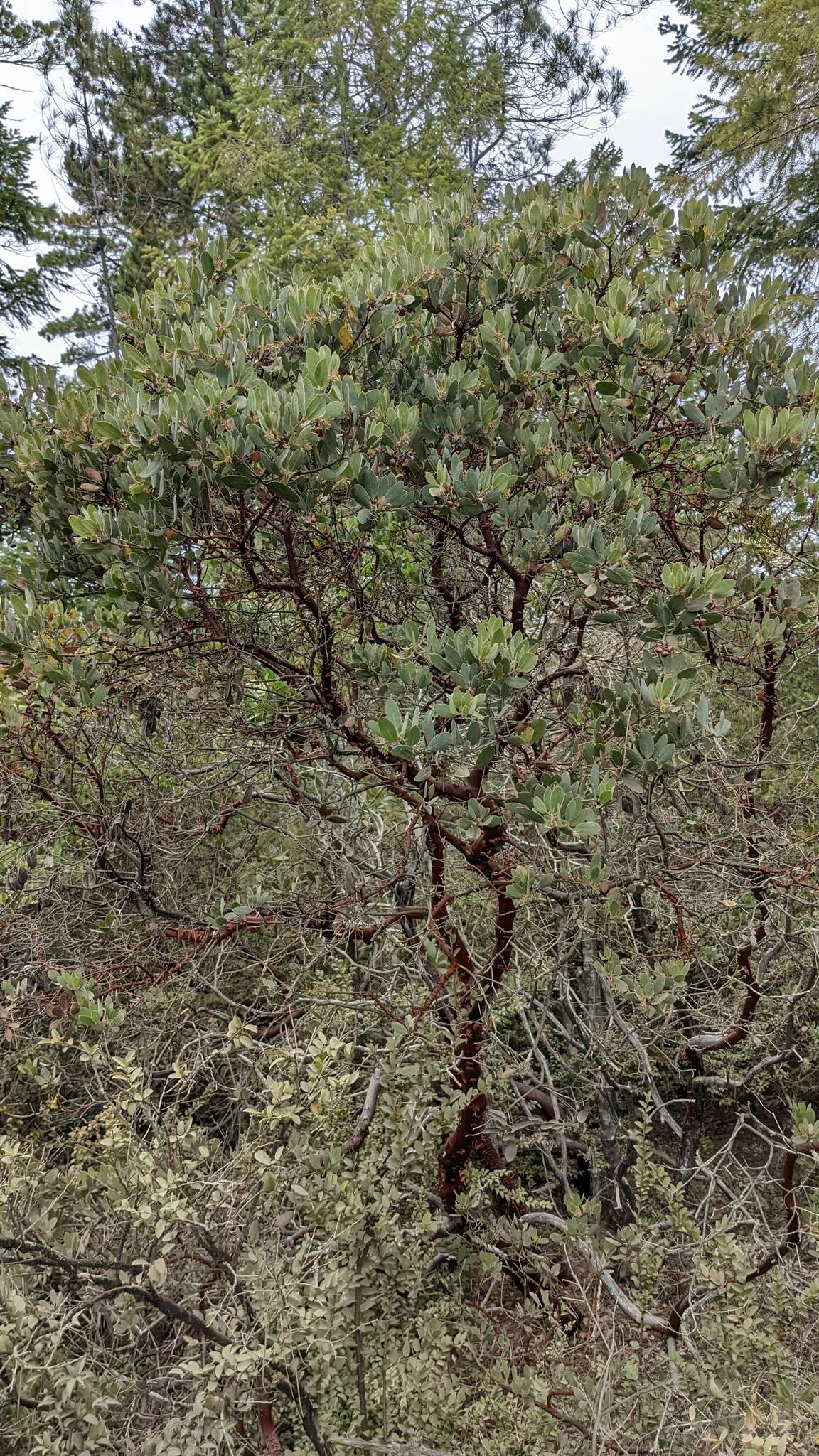 Image of Del Norte manzanita