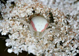 Image of Flower Crab Spiders