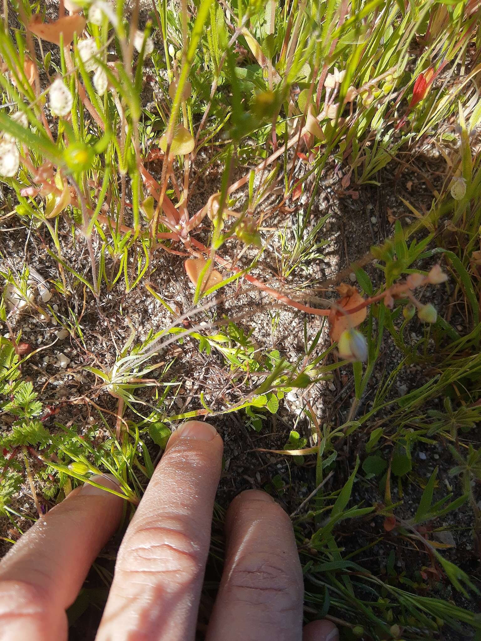 Image of narrowleaf queen poppy