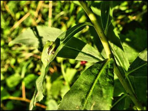 Image of Common tree frog