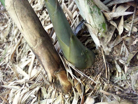 Image of hedge bamboo