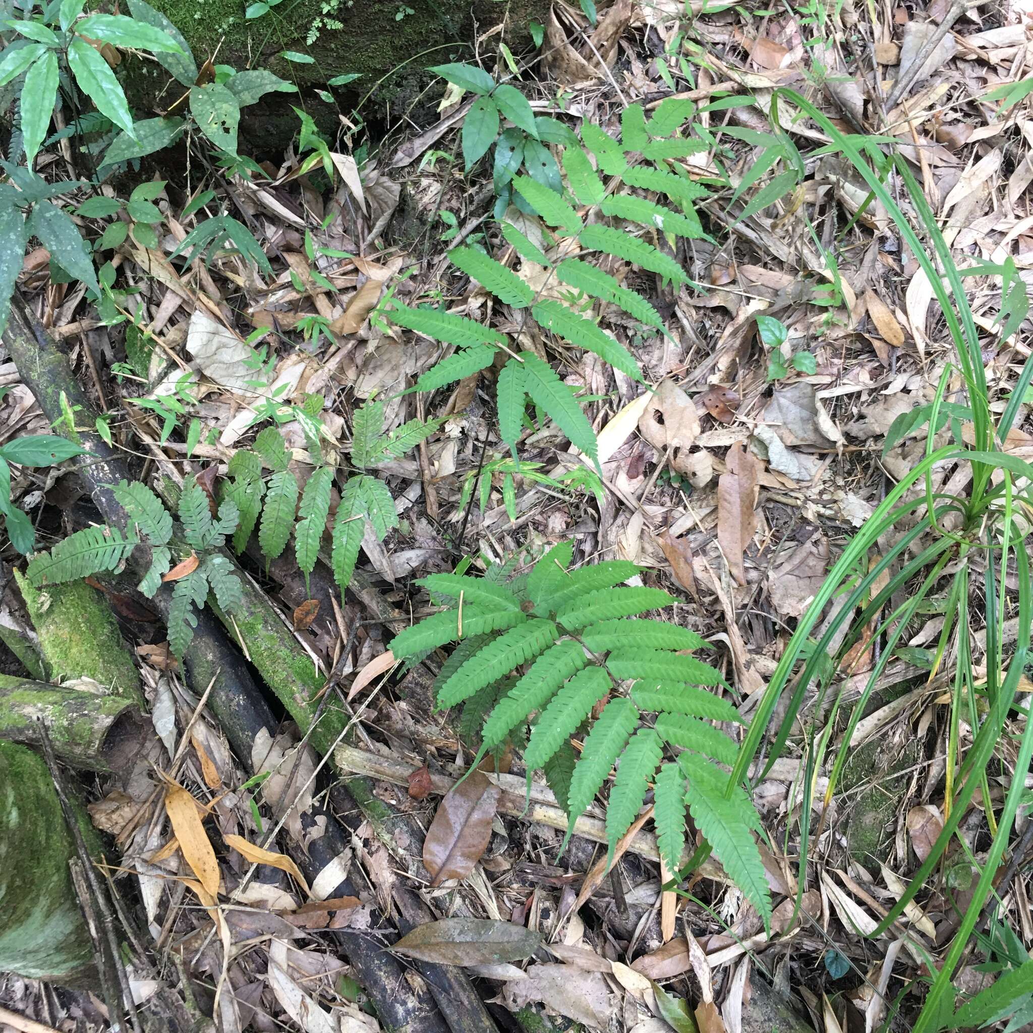 Image of Pteris arisanensis Tag.