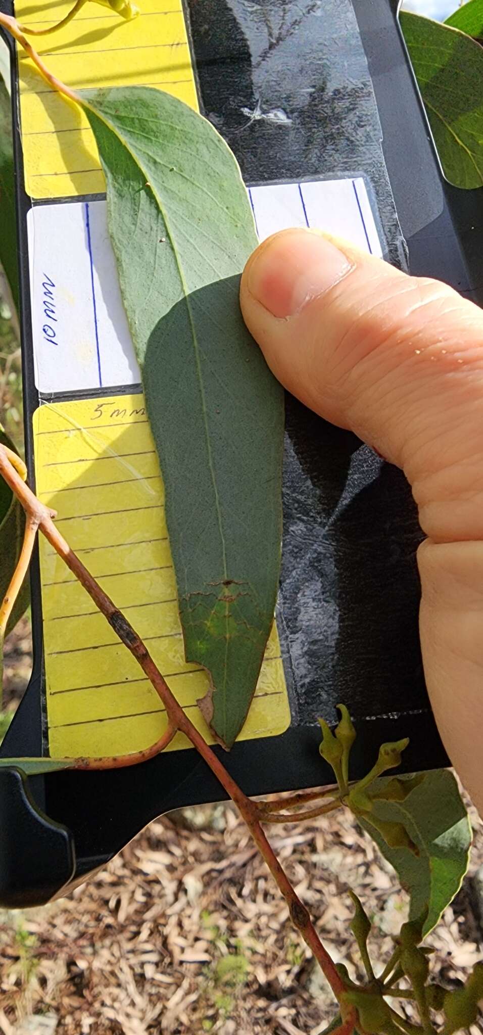 Image of Eucalyptus macrorhyncha subsp. macrorhyncha