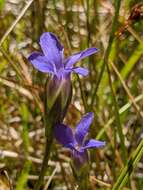 Image of One-Flower Fringed-Gentian