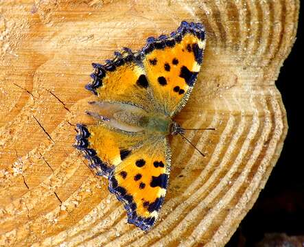 Image of large tortoiseshell