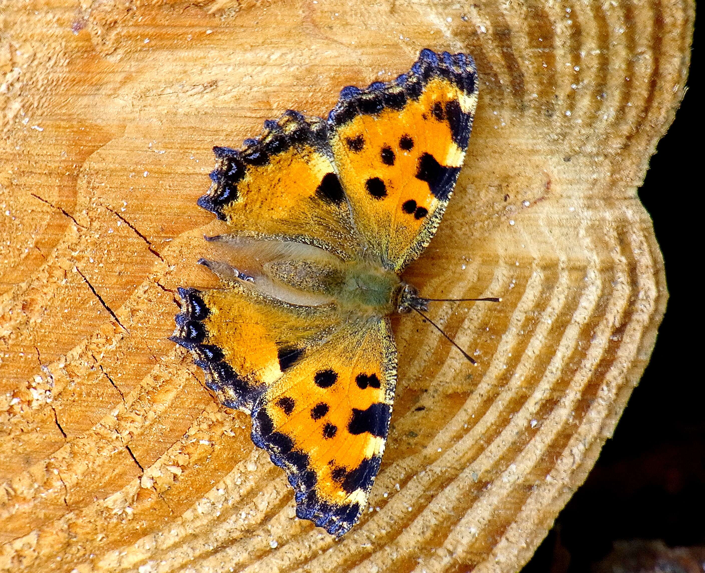 Nymphalis polychloros Linnaeus 1758 resmi