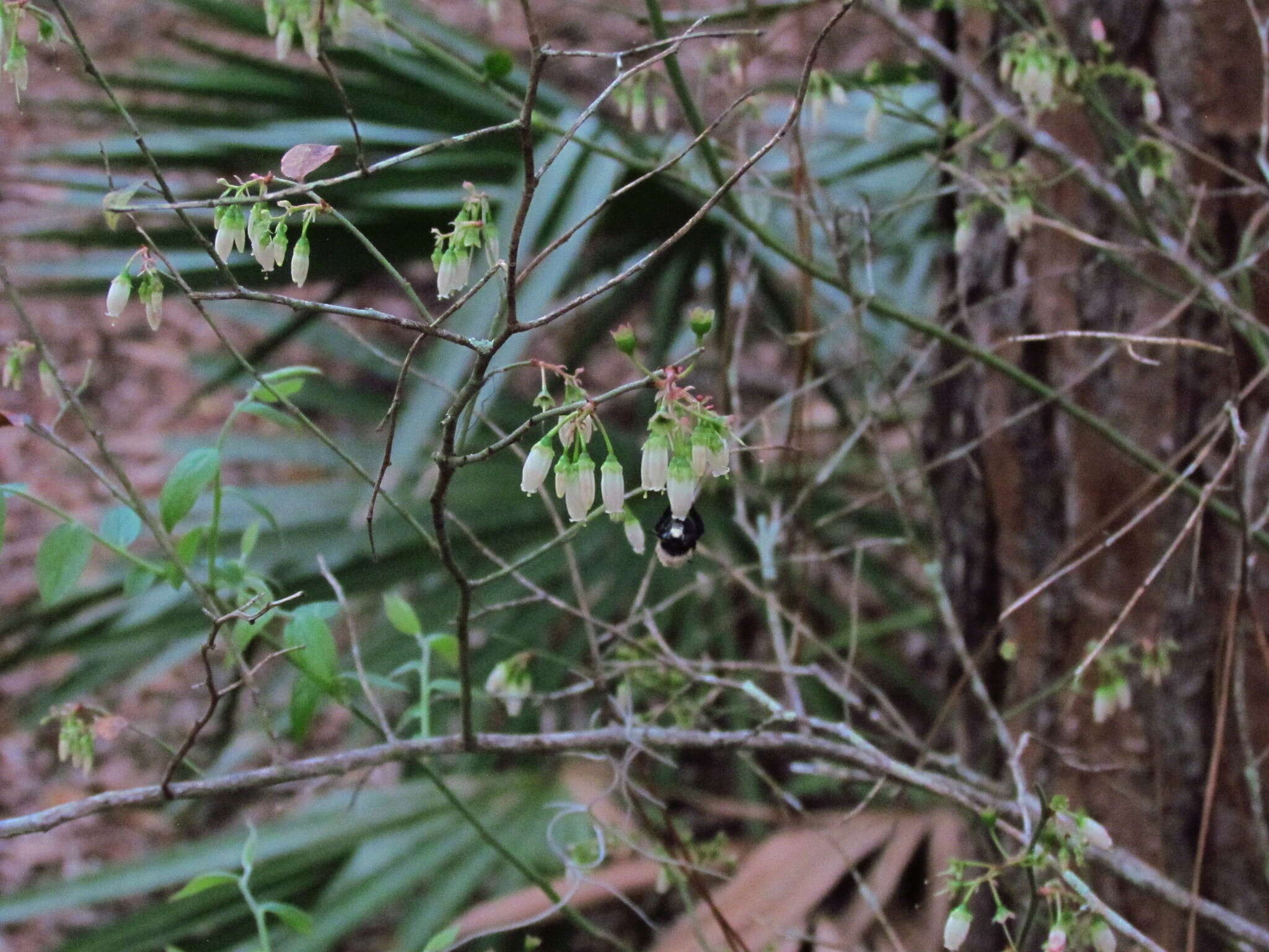 Image of Blueberry Habropoda