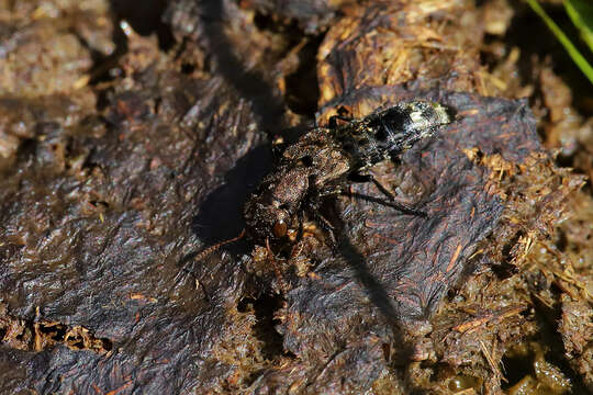 Image of Ontholestes murinus (Linnaeus 1758)