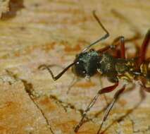 صورة Polyrhachis rufifemur Forel 1907