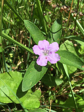 Imagem de Ruellia caroliniensis (J. F. Gmel.) Steud.