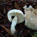 Image of Lepiota ignivolvata Bousset & Joss. ex Joss. 1990