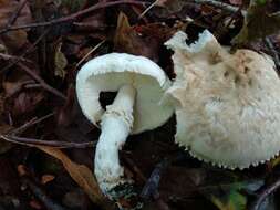 Lepiota ignivolvata Bousset & Joss. ex Joss. 1990 resmi