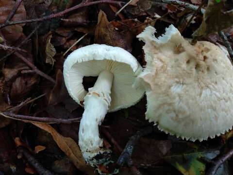 Plancia ëd Lepiota ignivolvata Bousset & Joss. ex Joss. 1990