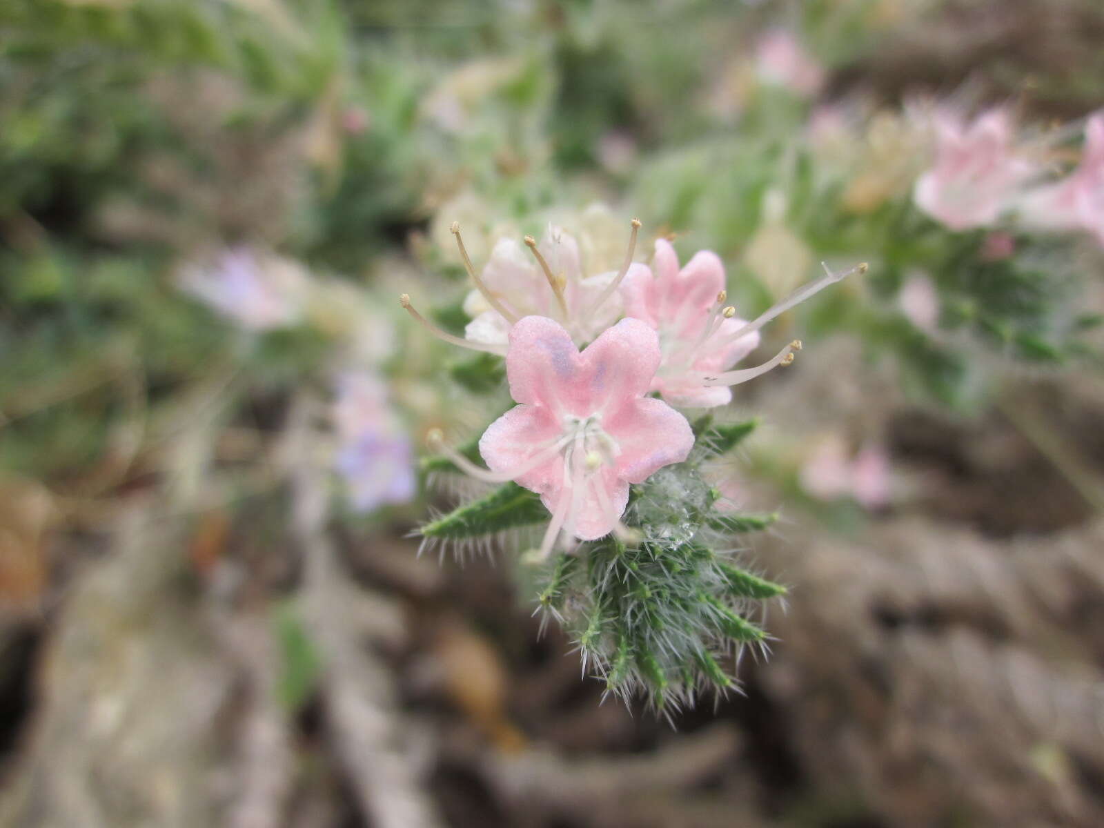 Image of Italian viper's bugloss