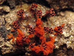 Image of Metatrichia vesparia (Batsch) Nann.-Bremek. ex G. W. Martin & Alexop. 1969