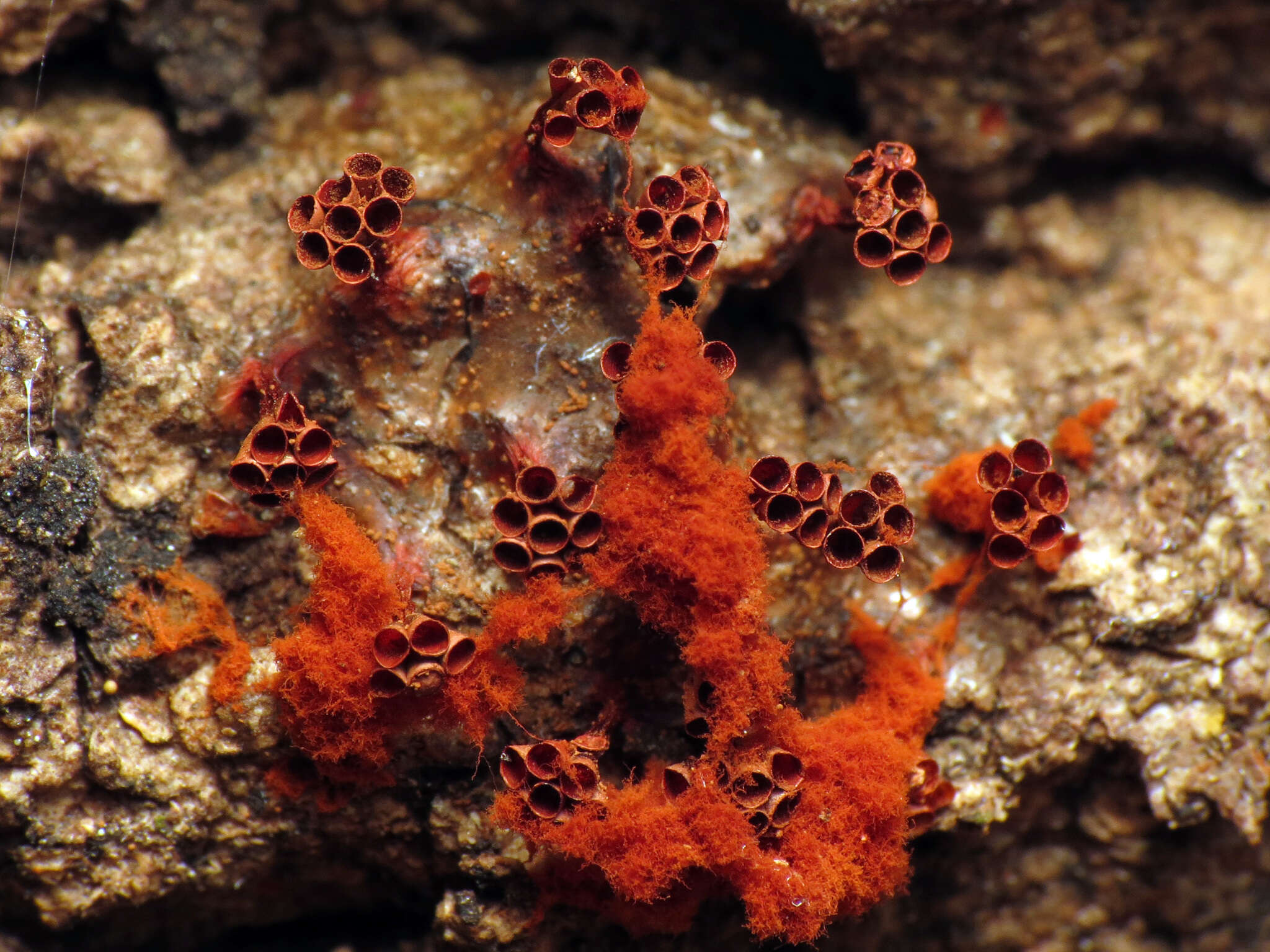 Image of Metatrichia vesparia (Batsch) Nann.-Bremek. ex G. W. Martin & Alexop. 1969