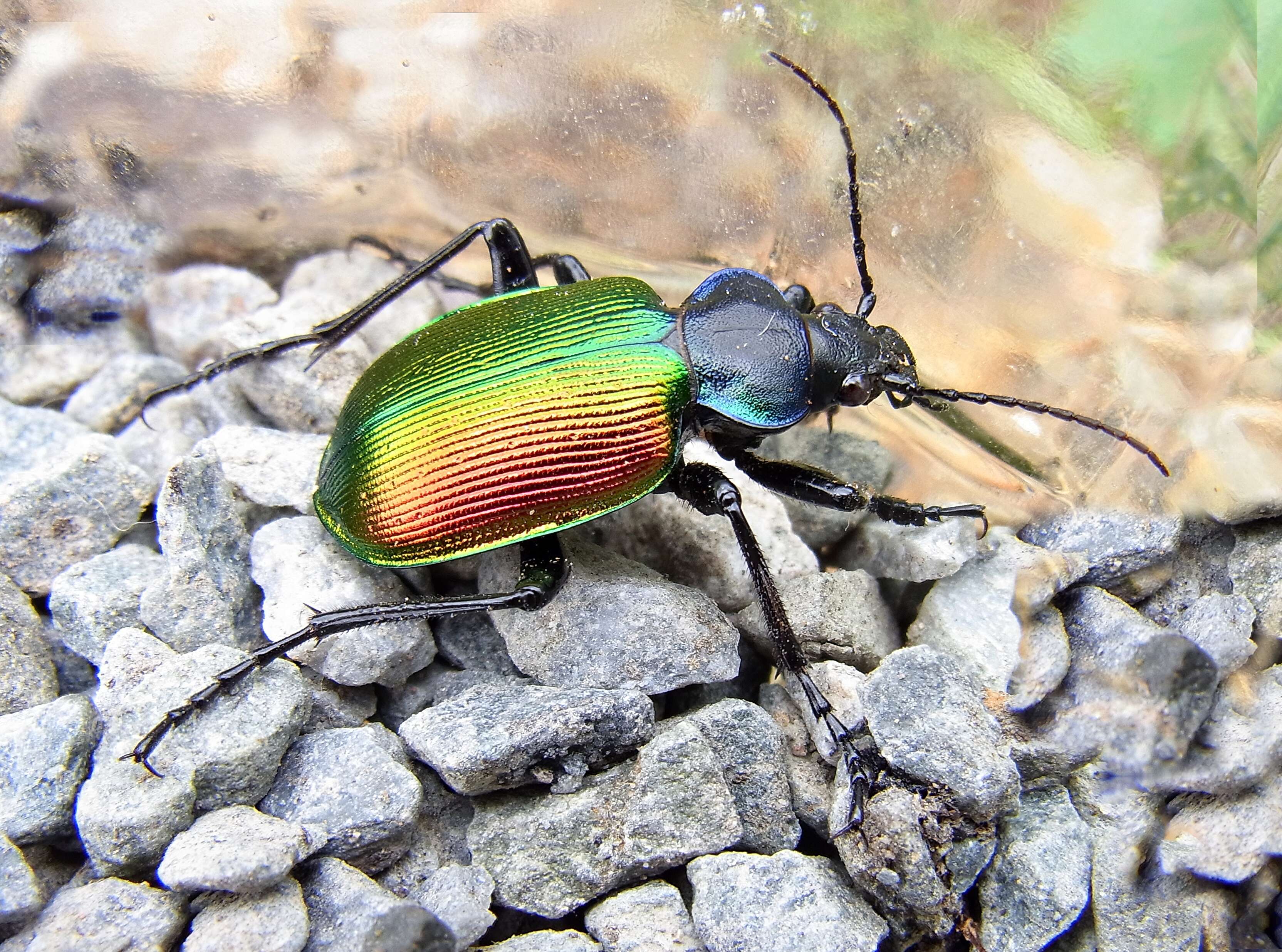 Image of forest caterpillar hunter