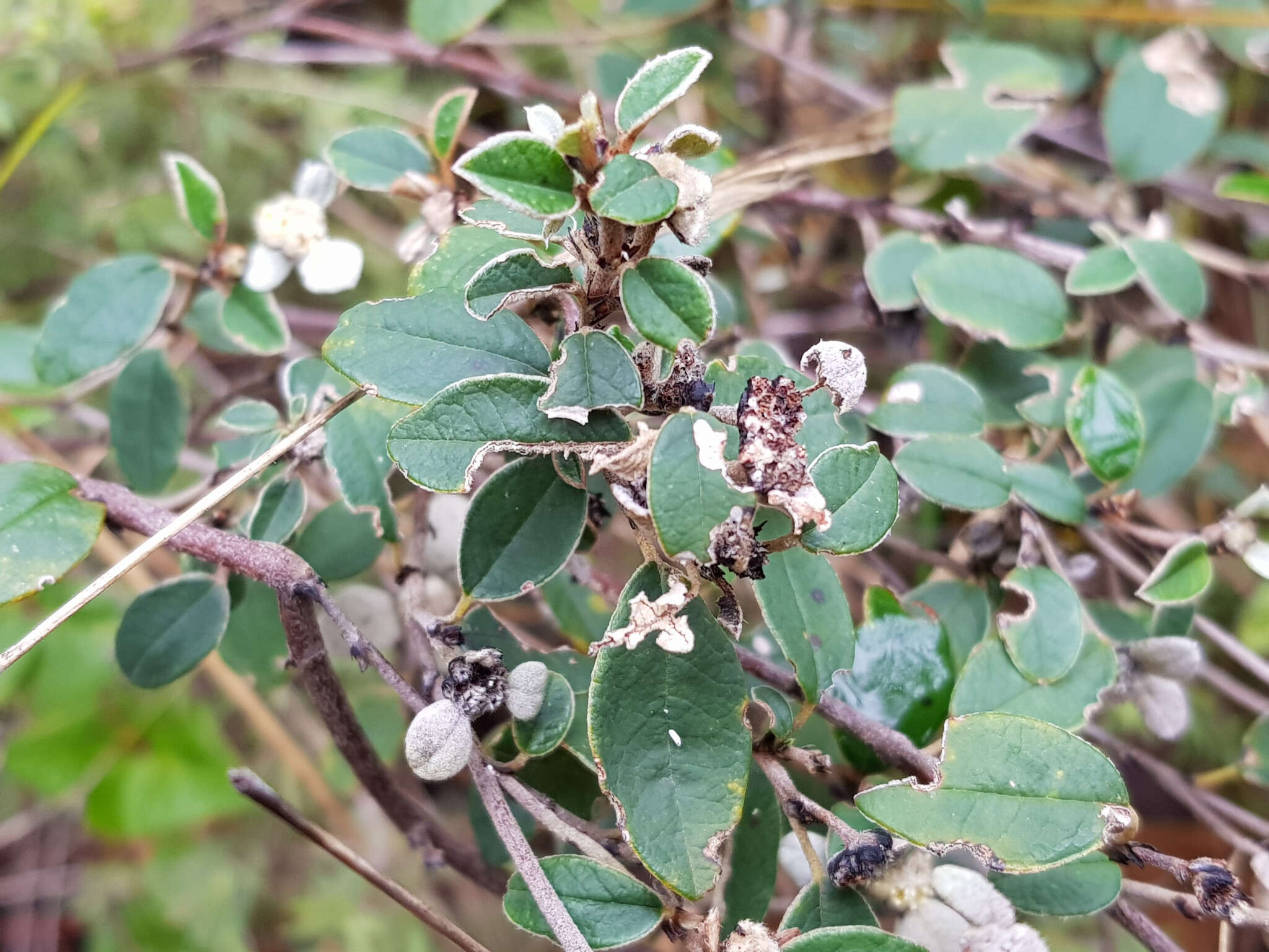 Image of Spyridium thymifolium Reiss.