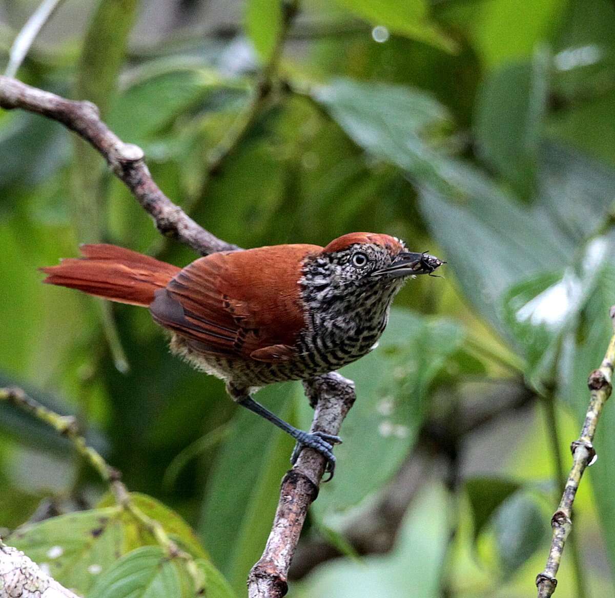 Image of Lined Antshrike