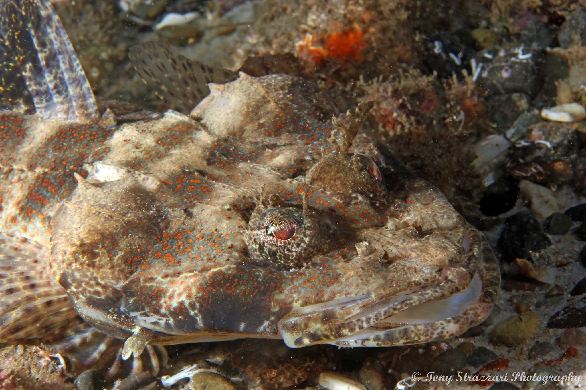 Image of Fringe-eyed flathead