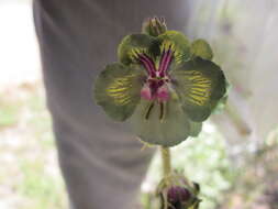 Image of Verbascum bugulifolium Lam.