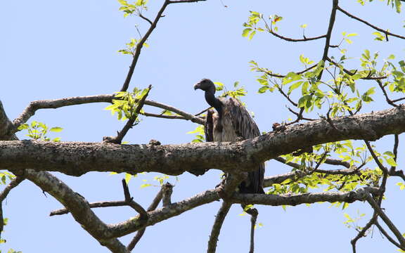 Image of Slender-billed Vulture